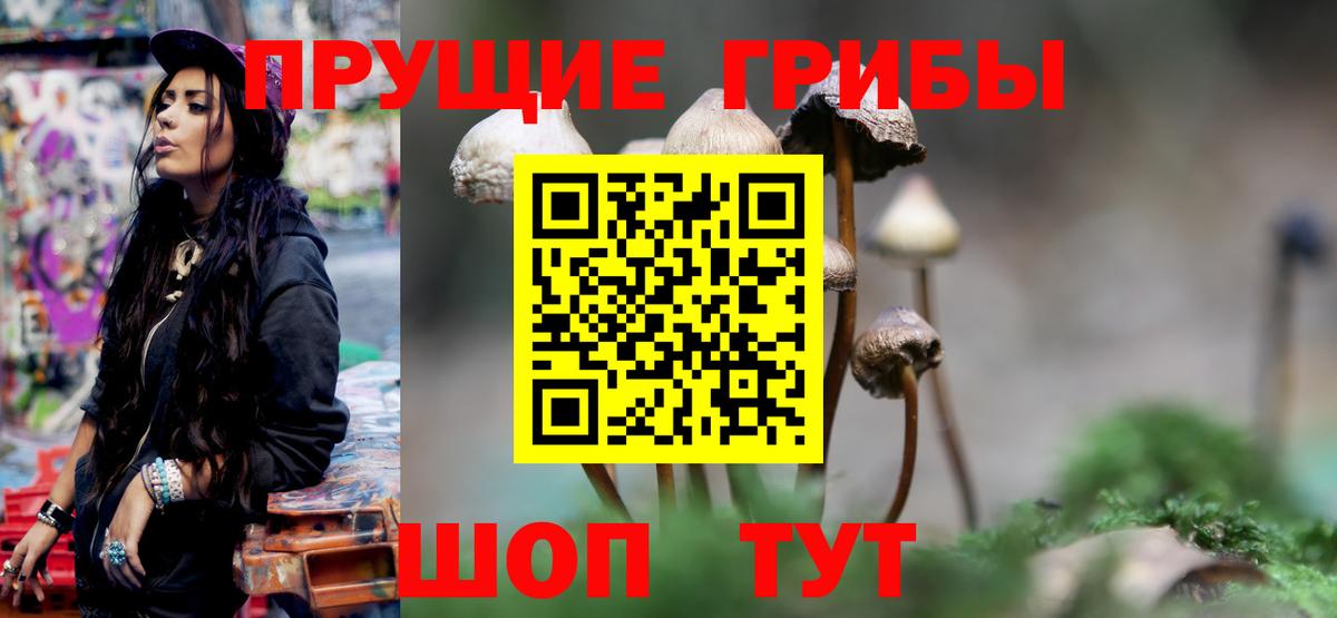 Заволжье  Псилоцибиновые грибы прущие грибы  Вход с VPN  как найти закладки  Псилоцибиновые грибы Psilocybe 